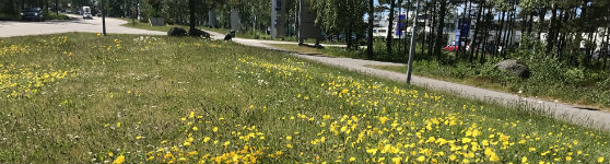 Gräsyta med maskrosor och andra vilda blommor