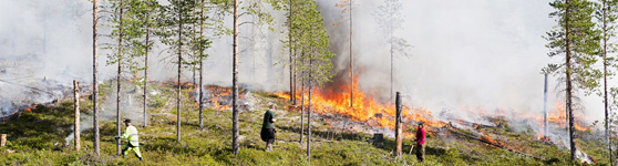 Gräsbrand