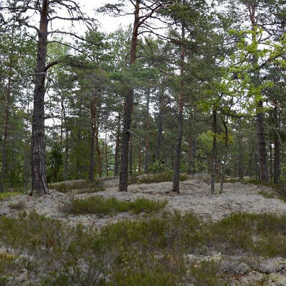 Tallskog med mossa